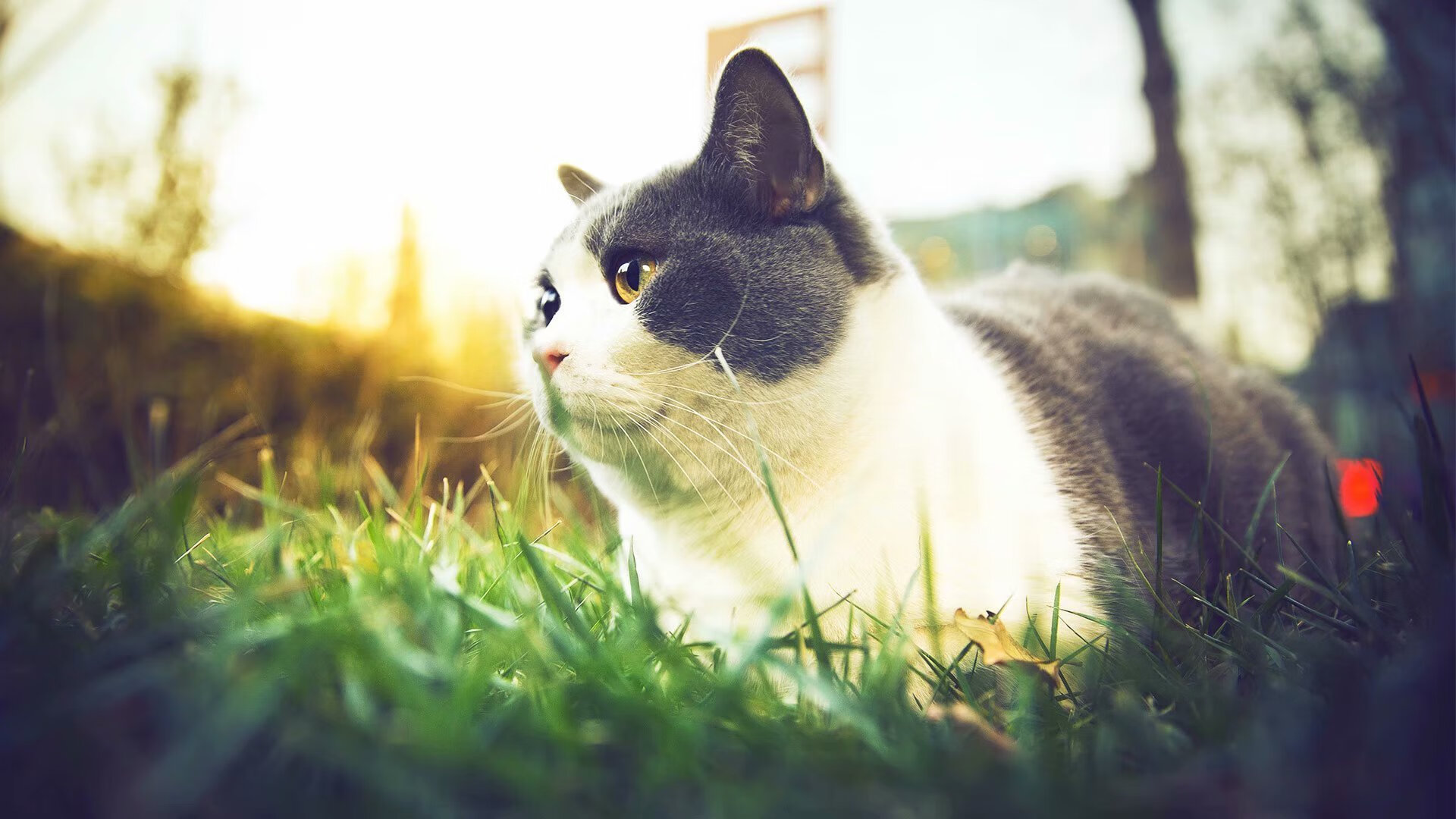 B体育(CHINA)官方网站-“历史瞬间：NBA曾经让人心跳的经典战役”，nba历史名场面