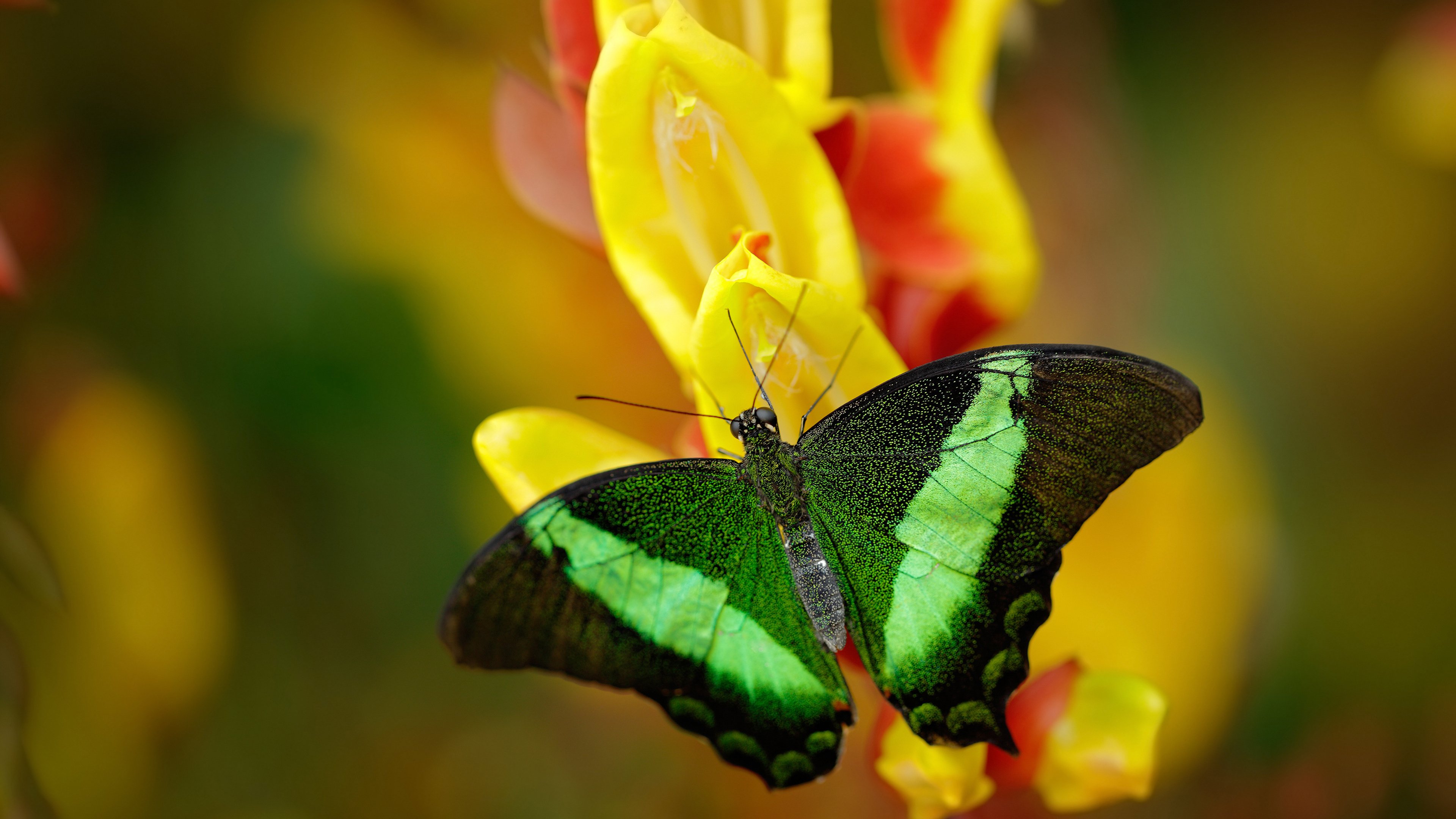 “历史经典:百年NBA的最震撼瞬间”,nba历史100