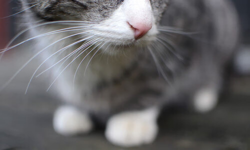 以“足球+科技”打造智慧校园足球生态系统,校园足球功能