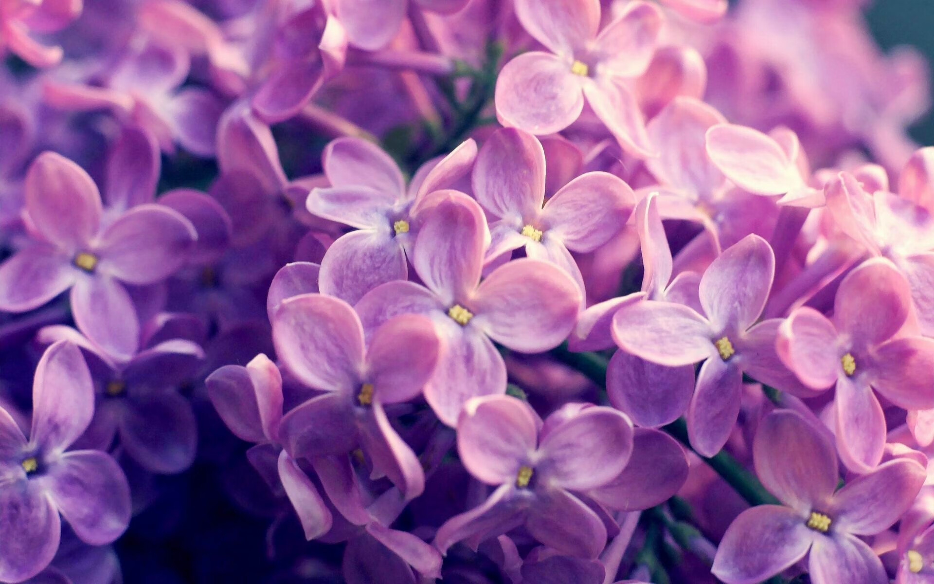 BSPORT APP-法甲球队年底总结：成绩不断追赶欧洲金字塔，法甲球队价值排名