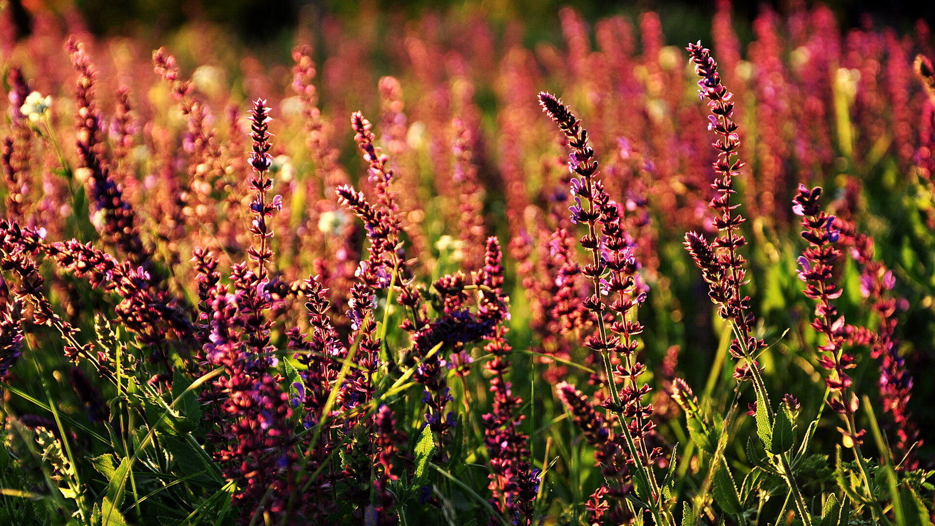 b体育APP-英超关键赛，教练点评战术布置，英超执教场次排名