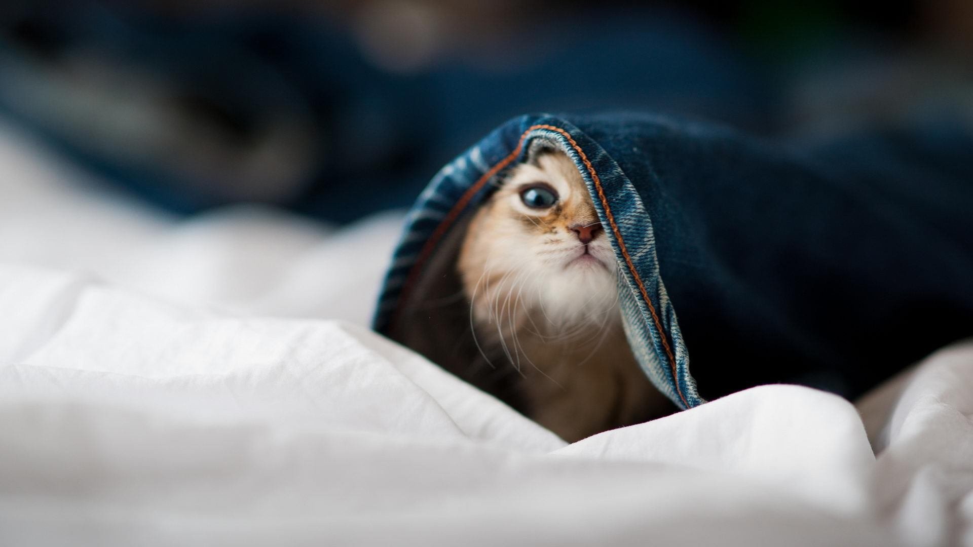 B体育在线登录入口-英超冠军悬念加剧，各队争夺激烈，英超争冠2021