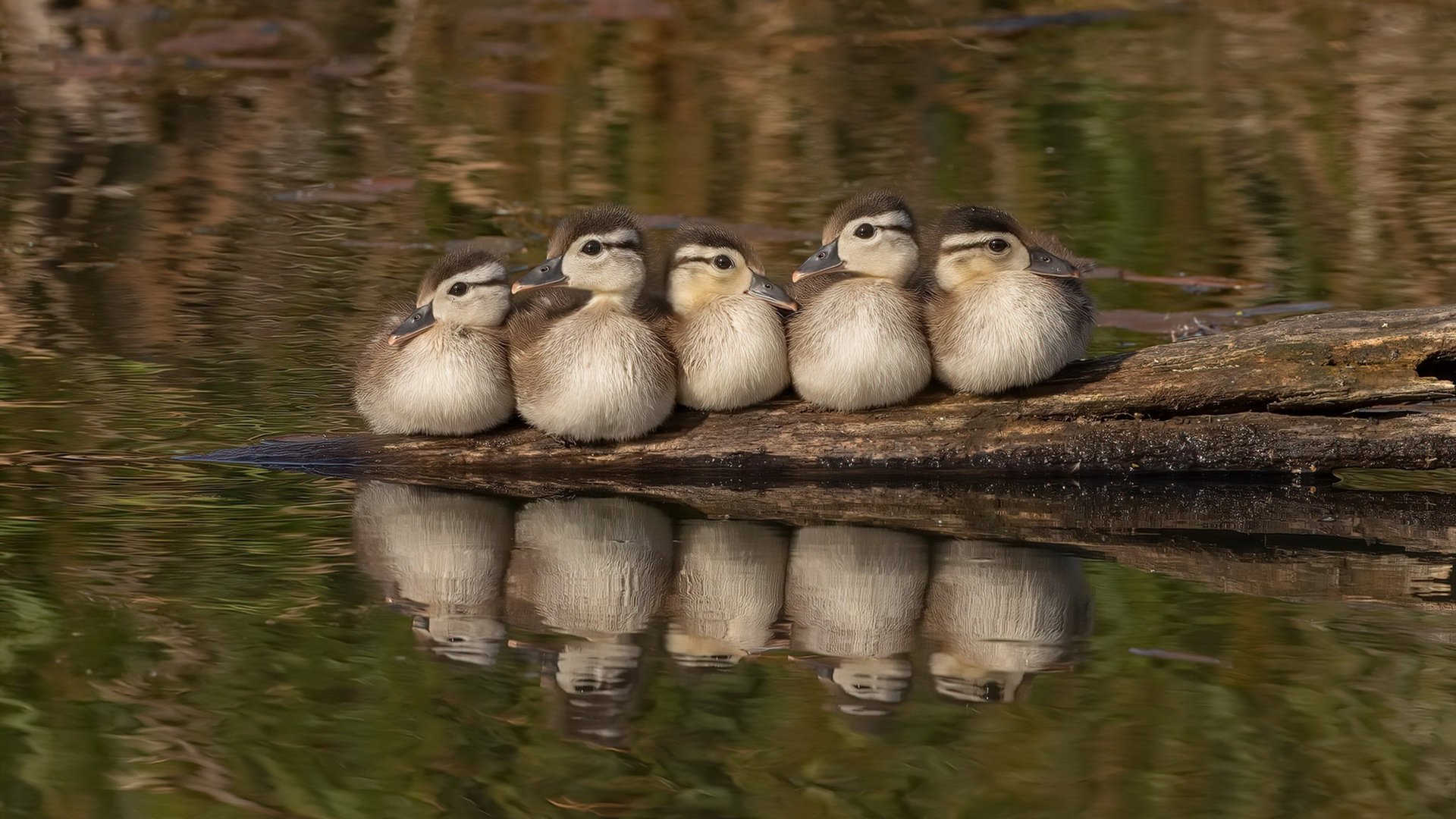 Bsports在线平台-青少年足球国际邀请赛激烈角逐，展现国内青训成果和国际水平，国际青少年足球比赛