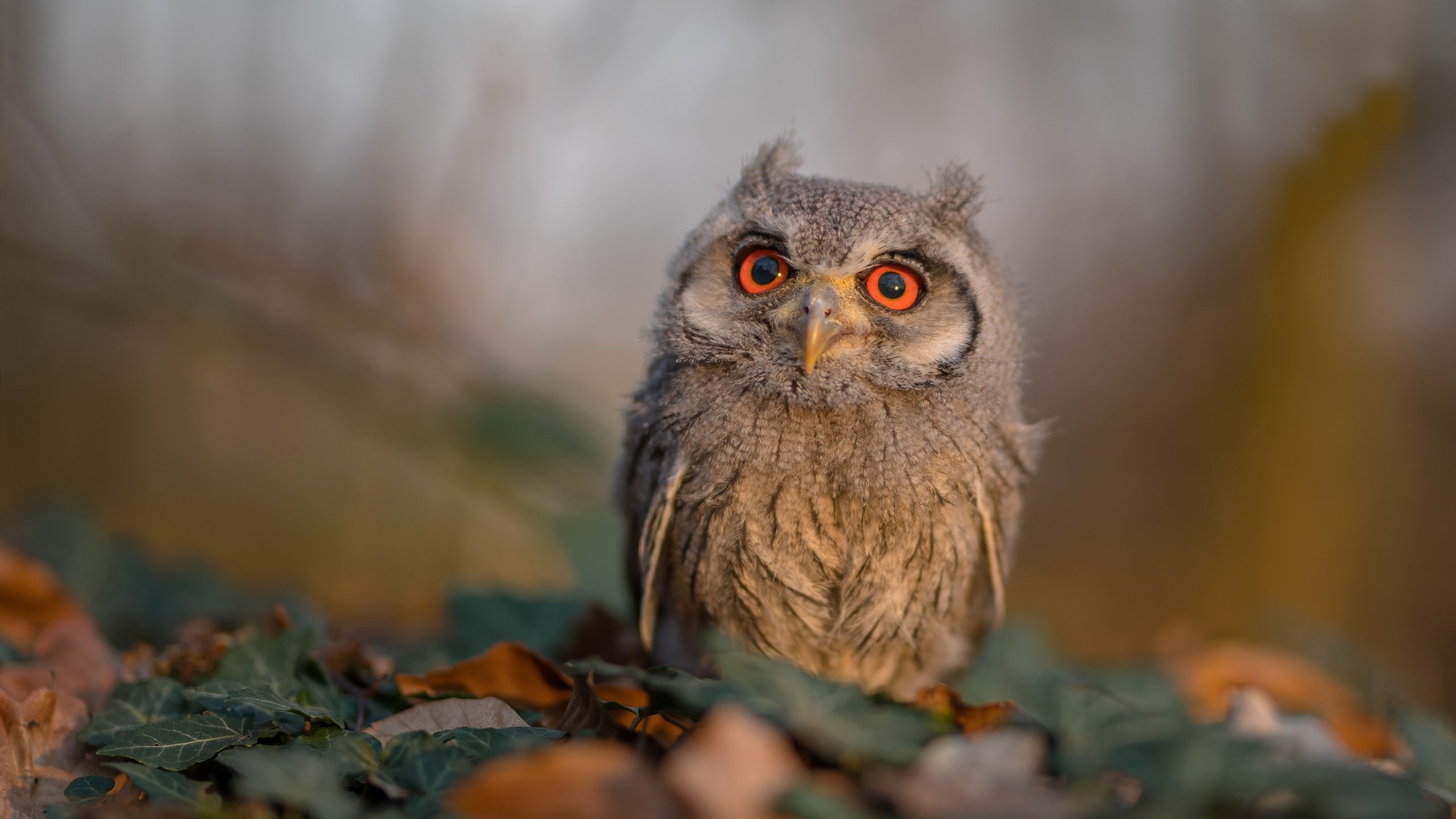 ACB联赛竞争激烈升级,acb联赛积分