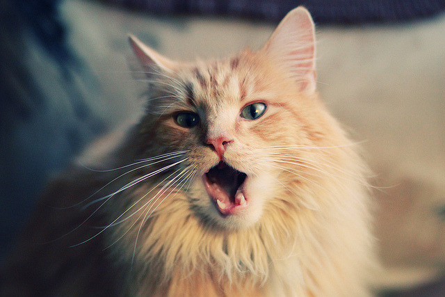 NBA与电竞双IP商业模型大受认可,nba和电竞