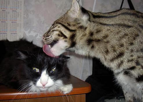 NBA与迪士尼、亚马逊、NBC谈判新转播协议,金额达760亿美元