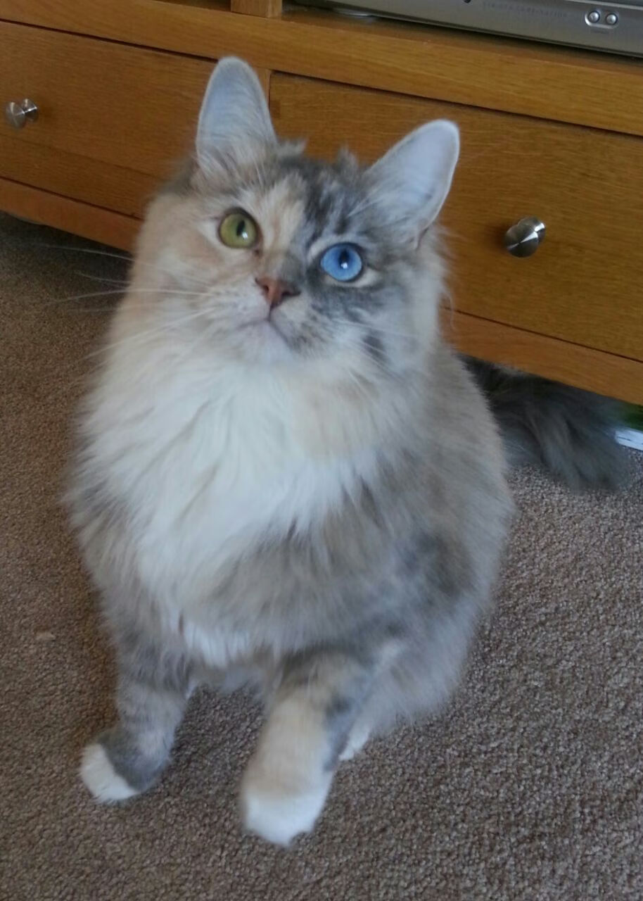 步行者爵士角逐，双方实力对比赛出智慧，步行者jackson