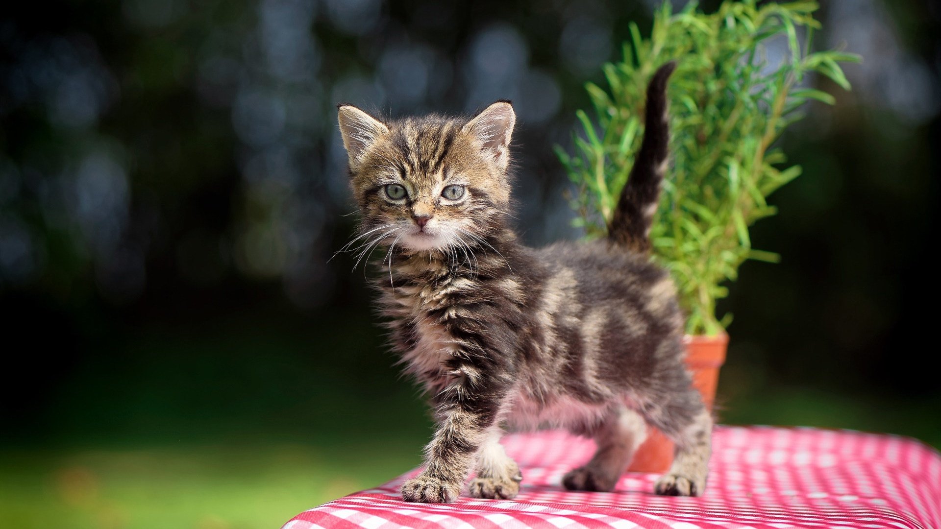 b体育(sports)官方网站-电竞职业选手训练计划，职业电竞选手训练时间