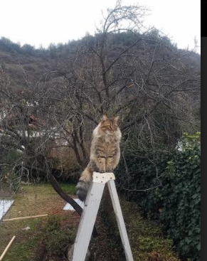 全国老年乒乓球联赛精彩纷呈,乒乓球全国老年组冠军