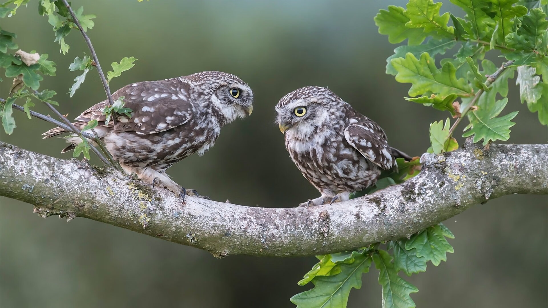 创新合作：足球与娱乐产业的深度融合，足球和娱乐结合的小说