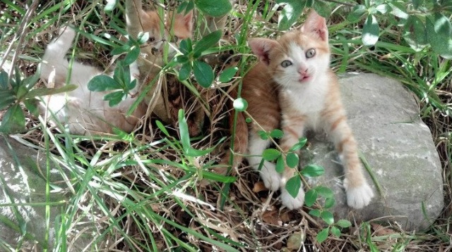 篮球比赛智能数据分析系统研究,篮球比赛技术统计app
