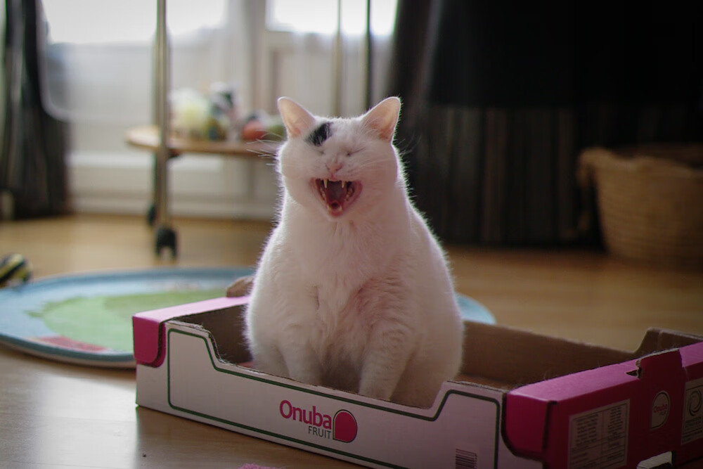 中国三人篮球男队注重团队精神培养,中国三人男子篮球队队员