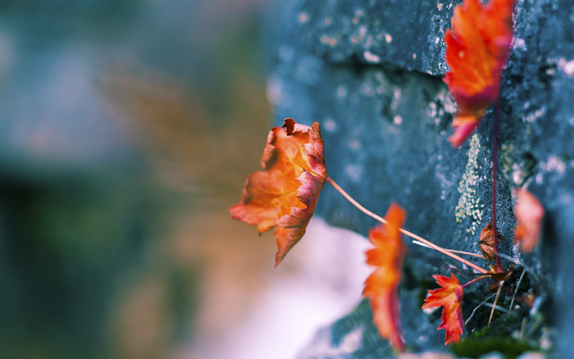 中国男篮提升篮板球争夺效率，中国篮球篮板高度是多少