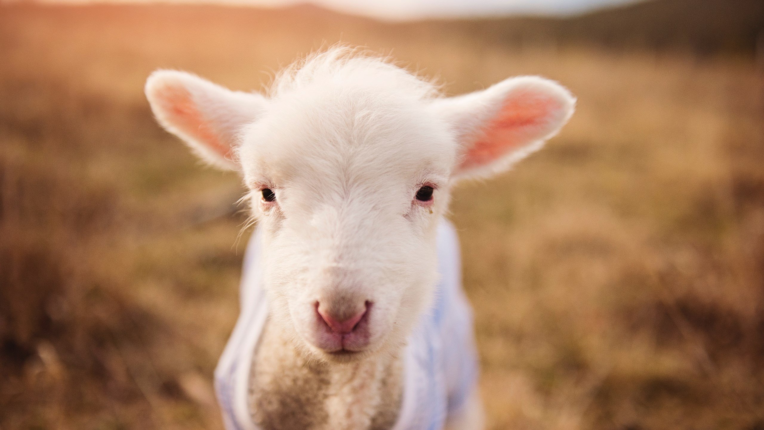 加拿大队在国际乒联混合团体世界杯中的比赛策略与亮点,加拿大乒乓球队员名单