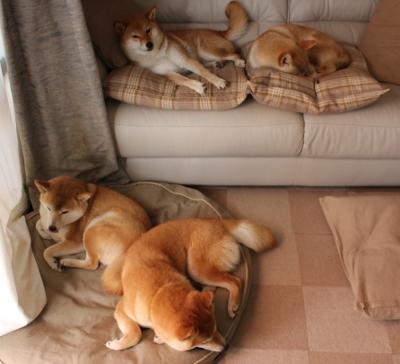 自由泳赛道划频波动数据首次发布,自由泳 划水频率