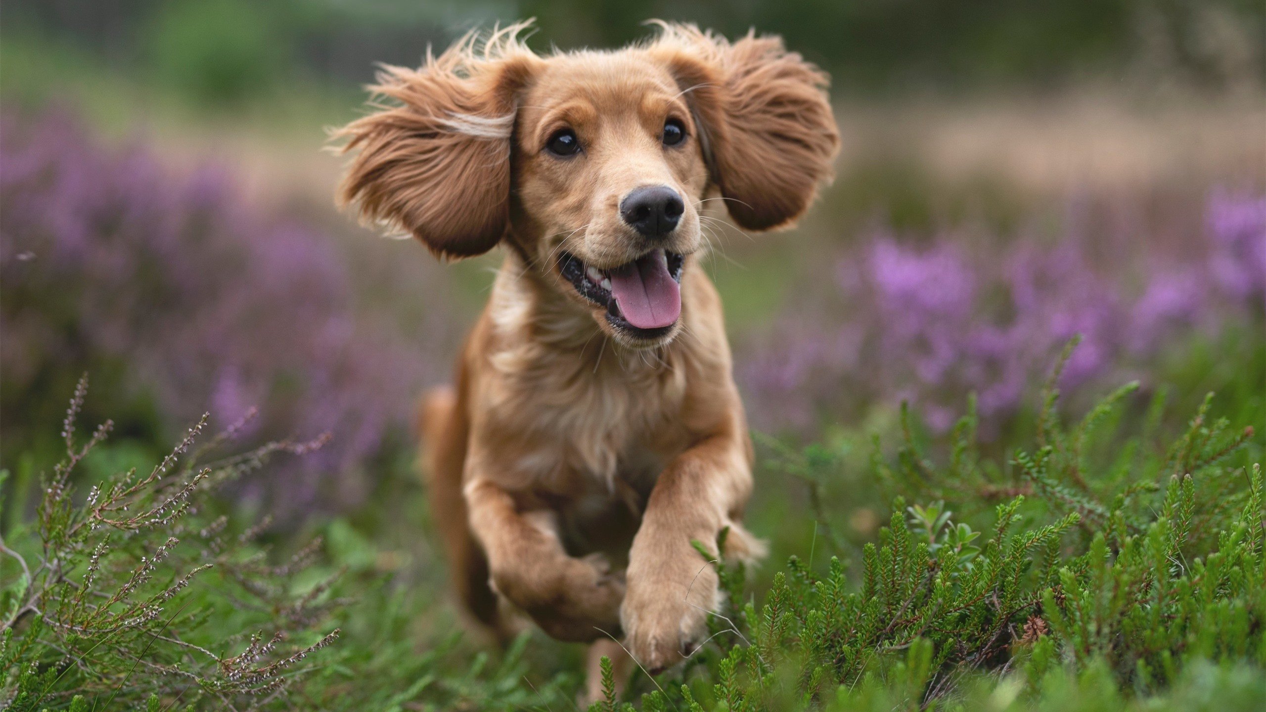 勇士新秀完成签约家人现场见证激动落泪,2020nba勇士新秀