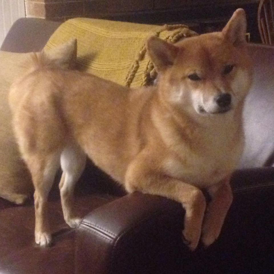 SPORTS-APP下载-威尔士橄榄球赛事成为全球品牌合作新平台，威尔士输球