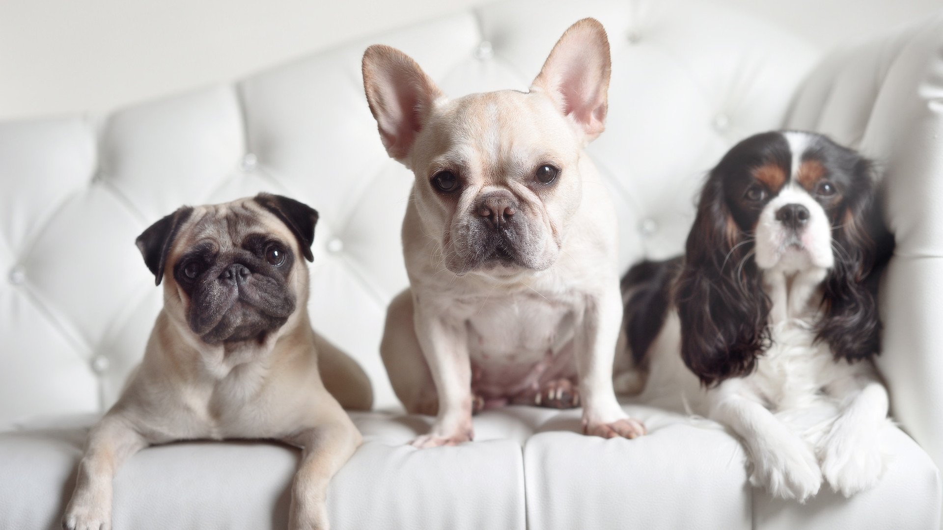 b体育app-欧洲杯期间的志愿者服务体系，欧洲杯期间的志愿者服务体系有哪些