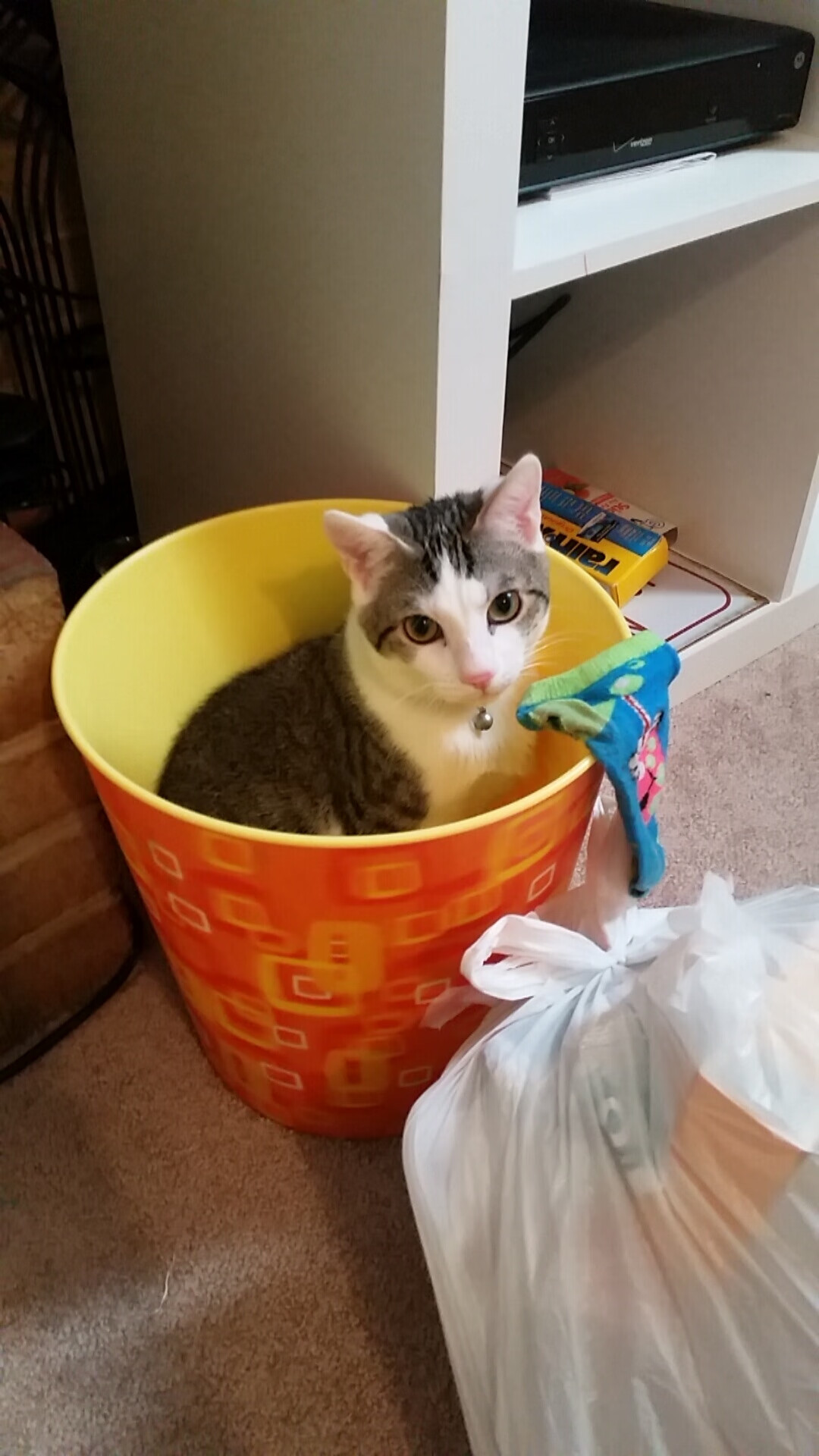 B体育-蛙泳赛场中立代表队A刷新排名，蛙泳竞赛